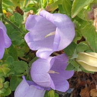 Campanula ephesia incurva in part